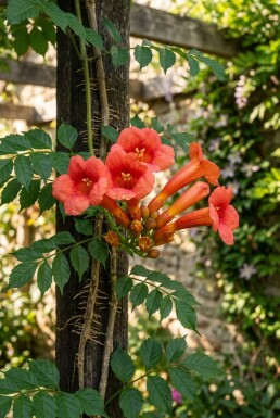 Campsis radicans 'Flamenco' tige 70 cm C2