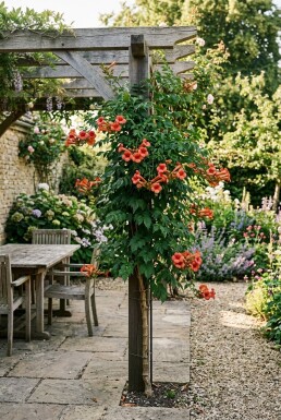 Campsis radicans tige 70 cm C2