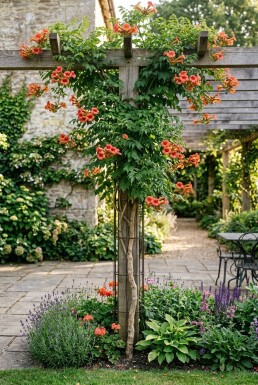 Campsis radicans tige 70 cm C2