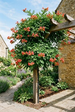 Campsis tagliabuana 'Mme Galen' tige 70 cm C2