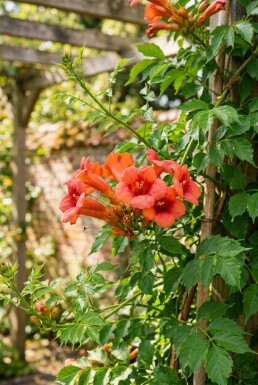 Campsis tagliabuana 'Mme Galen' tige 70 cm C2