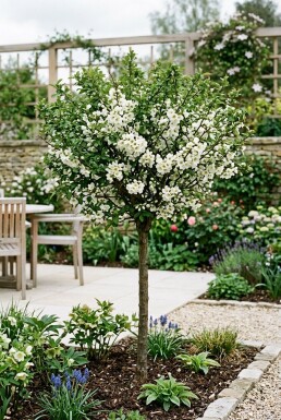 Chaenomeles speciosa 'Nivalis' tige 70 cm C2