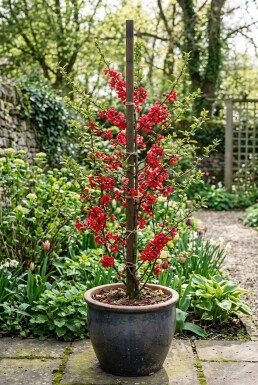 Chaenomeles superba 'Crimson and Gold' tige 70 cm C2
