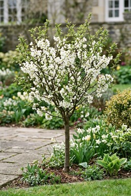 Chaenomeles superba 'Jet Trail' sur tige 70 cm C2