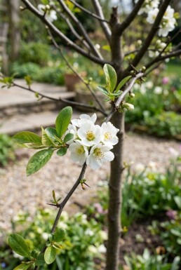 Chaenomeles superba 'Jet Trail' sur tige 70 cm C2