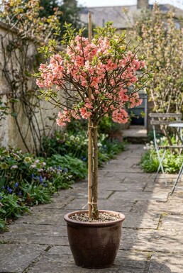 Chaenomeles superba 'Pink Lady' tige 70 cm C2