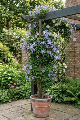 Clematis alpina tuteur 150-175 cm C5