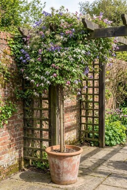 Clematis alpina tuteur 150-175 cm C5