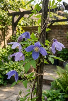 Clematis alpina sur tige 70 cm C2