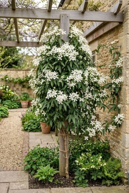 Clematis armandii 'Snowdrift' 80-100 cm C2