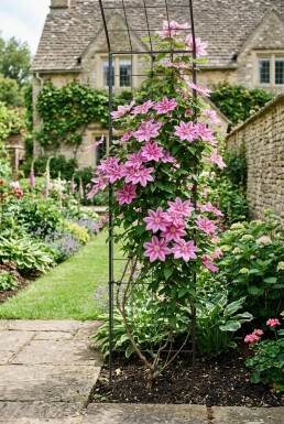 Clematis 'Bagatelle' sur tige 70 cm C2