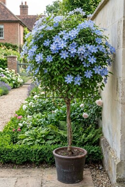 Clematis 'Blekitny Aniol' tuteur 70 cm C2