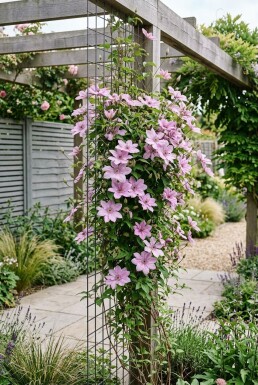 Clematis 'Comtesse de Bouchaud' tuteurée 70 cm C2