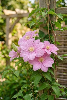 Clematis 'Comtesse de Bouchaud' tuteurée 70 cm C2
