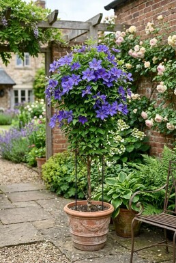 Clematis 'Destiny' 70 cm C2