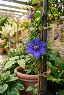 Clematis 'Destiny' 70 cm C2