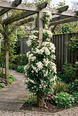 Clematis 'Early Sensation' grimpante 70 cm C2