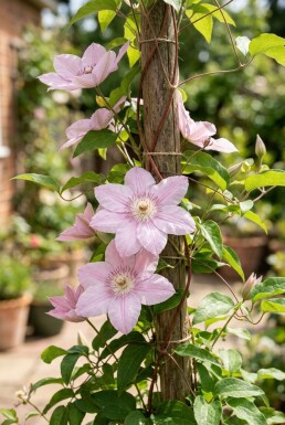 Clematis 'Hagley Hybrid' sur tige 70 cm C2