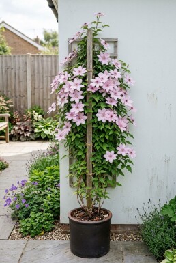 Clematis 'Hagley Hybrid' sur tige 80-100 cm C2