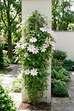 Clematis 'Jan Pawel II' tuteur 70 cm C2