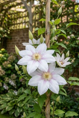 Clematis 'Jan Pawel II' tuteur 70 cm C2