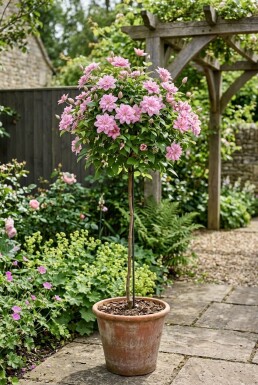 Clematis 'Joe' tuteur 70 cm C2