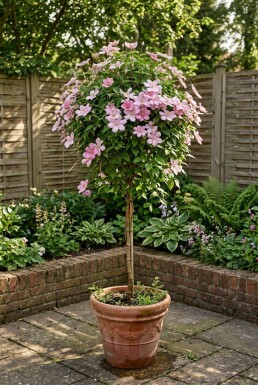 Clematis 'Joe' tuteur 70 cm C2