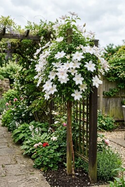 Clematis 'Kathleen Dunford' tuteur 70 cm C2