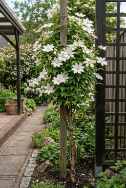 Clematis 'Kathleen Dunford' tuteur 70 cm C2