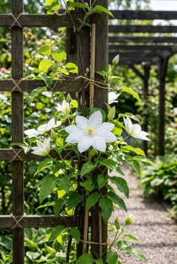 Clematis 'Kathleen Dunford' tuteur 70 cm C2