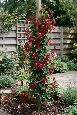 Clematis 'Madame Julia Correvon' sur tige 70 cm C2