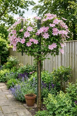 Clematis 'Margaret Hunt' tuteur 70 cm C2