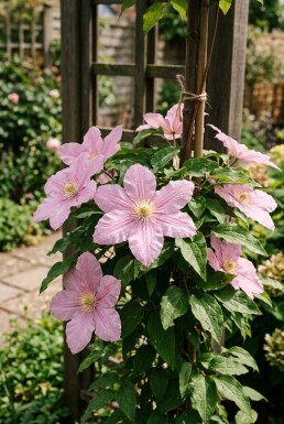 Clematis 'Margaret Hunt' tuteur 70 cm C2