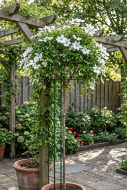 Clematis 'Miss Bateman' sur tige 70 cm C2