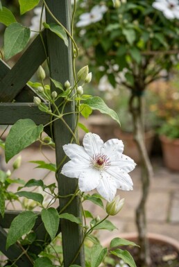 Clematis 'Miss Bateman' sur tige 80-100 cm C2