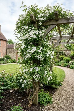 Clematis montana alba tuteur 80-100 cm C2