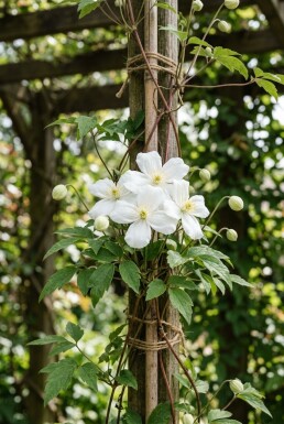 Clematis montana alba tuteur 80-100 cm C2