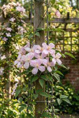 Clematis montana 'Elizabeth' tuteur 70 cm C2