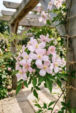 Clematis montana 'Fragrant Spring' tuteurée 70 cm C2