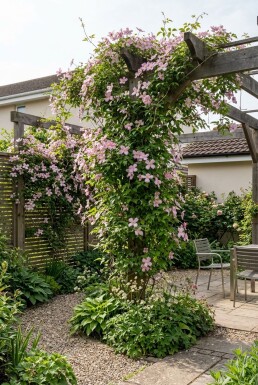 Clematis montana 'Freda' tuteurée 70 cm C2