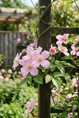 Clematis montana 'Freda' tuteurée 70 cm C2