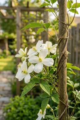 Clematis montana grandiflora tuteur 70 cm C2