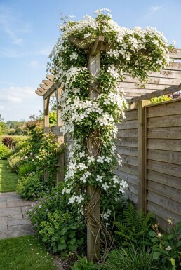 Clematis montana grandiflora tuteuré 80-100 cm C2