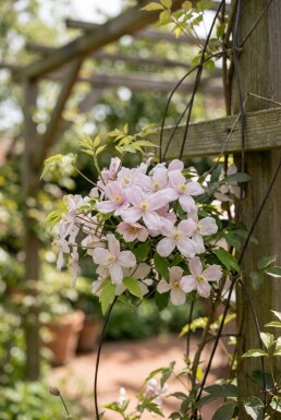 Clematis montana 'Marjorie' sur tige 150-175 cm C5