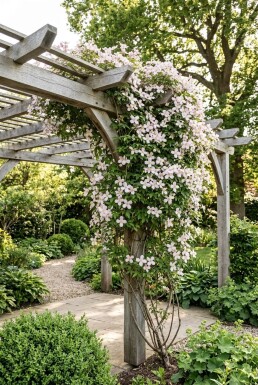 Clematis montana 'Marjorie' sur tige 70 cm C2