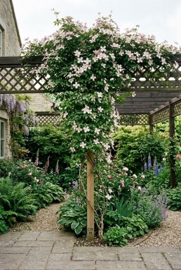 Clematis montana 'Marjorie' sur tige 70 cm C2
