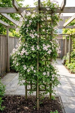Clematis montana 'Mayleen' tuteur 70 cm C2
