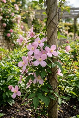 Clematis montana 'Mayleen' tuteur 70 cm C2