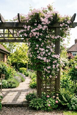 Clematis montana 'Pink Perfection' 70 cm C2