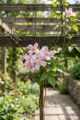 Clematis montana 'Pink Perfection' 70 cm C2